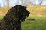 BOUVIER DES FLANDRES 436